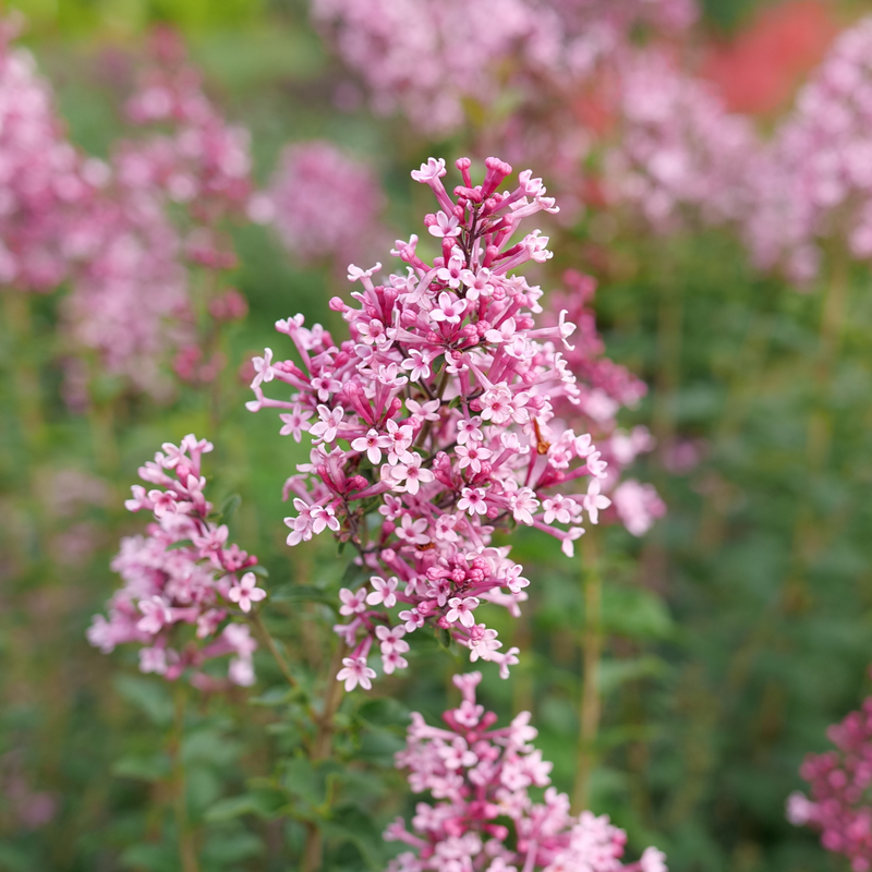 Bloomerang Ballet Bloomerang Ballet Reblooming Lilac up close.