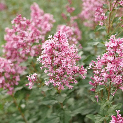 Bloomerang Ballet Reblooming Lilac up close.