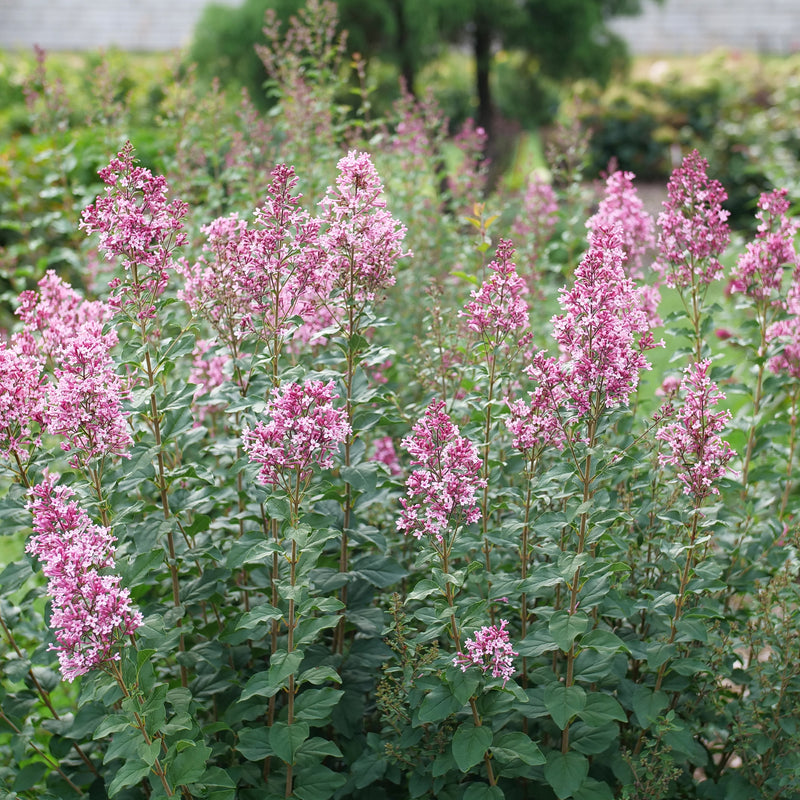 Bloomerang Ballet Reblooming Lilac in focus.