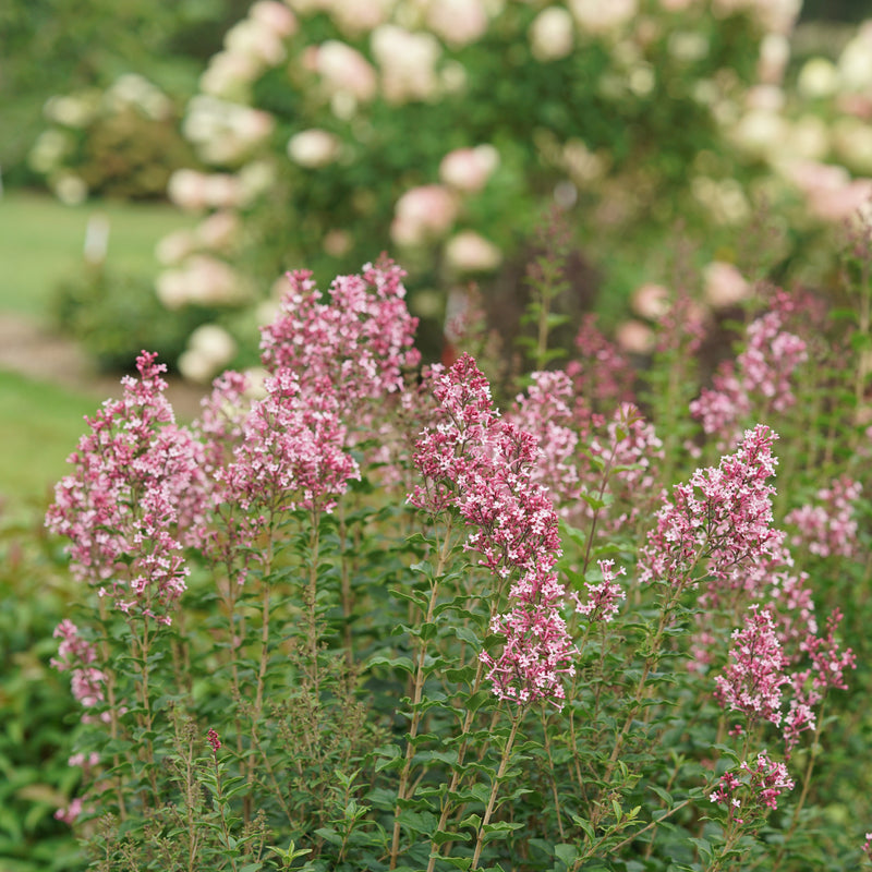 Bloomerang Ballet Reblooming Lilac in focus.