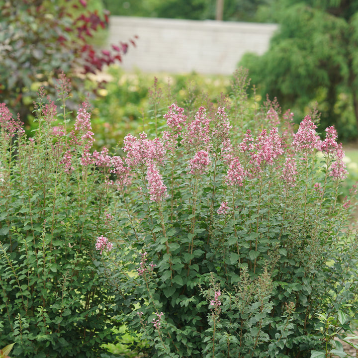 Bloomerang Ballet Reblooming Lilac in use.
