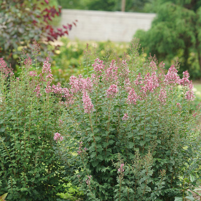 Bloomerang Ballet Reblooming Lilac in use.