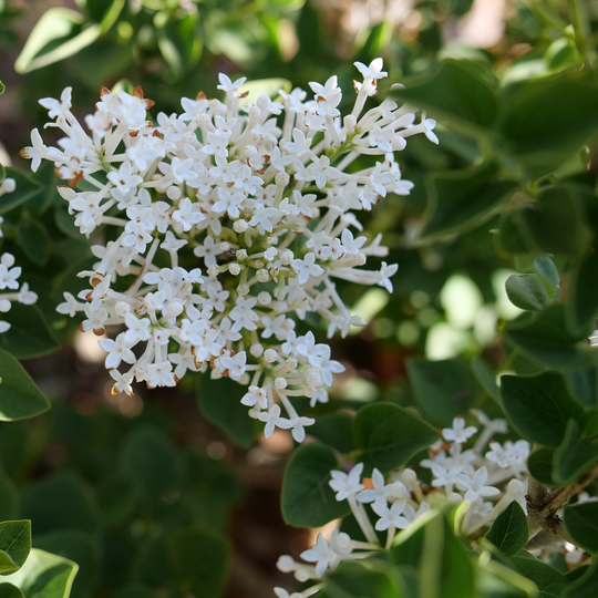 Bloomerang Showmound™ Reblooming Lilac (Syringa hybrid) | Proven Winners® New Variety 2026