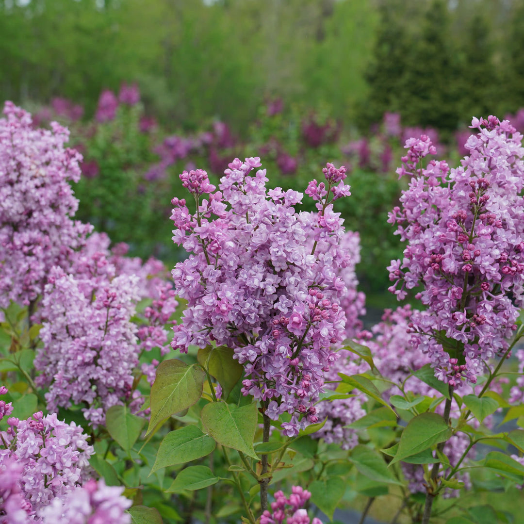 Lilac | Scentara® Double Blue | Proven Winners® Shrubs – Proven