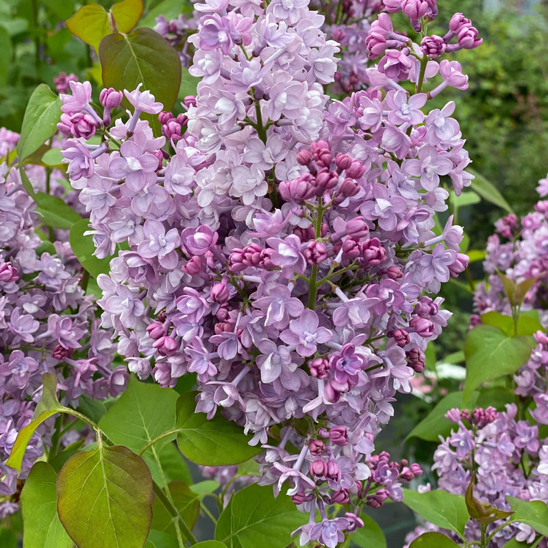 Lilac | Scentara® Double Blue | Proven Winners® Shrubs – Proven