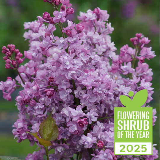 Scentara® Double Blue Lilac (Syringa x hyacinthiflora)