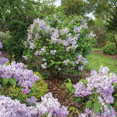 Scentara® Double Blue Lilac (Syringa x hyacinthiflora)