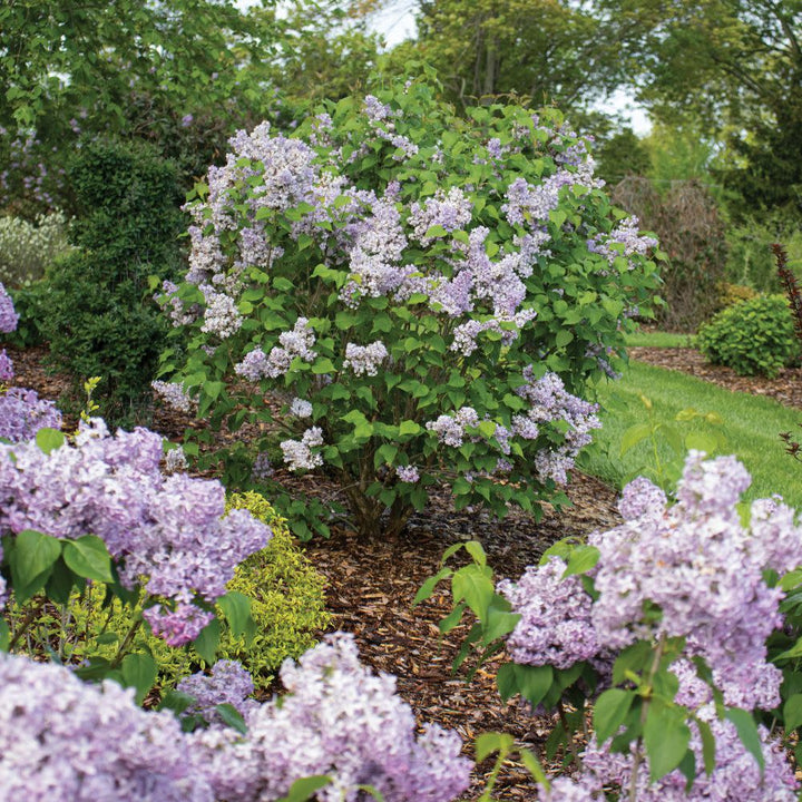 Lilac | Scentara® Double Blue | Proven Winners® Shrubs – Proven