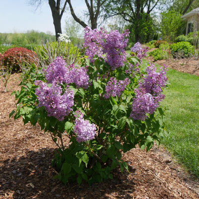 Scentara® Double Blue Lilac in use.