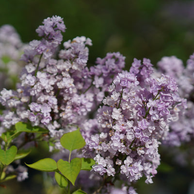 Scentara® Double Blue Lilac highlight.