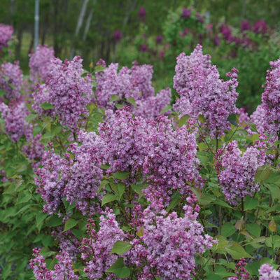 Scentara® Double Blue Lilac highlight.