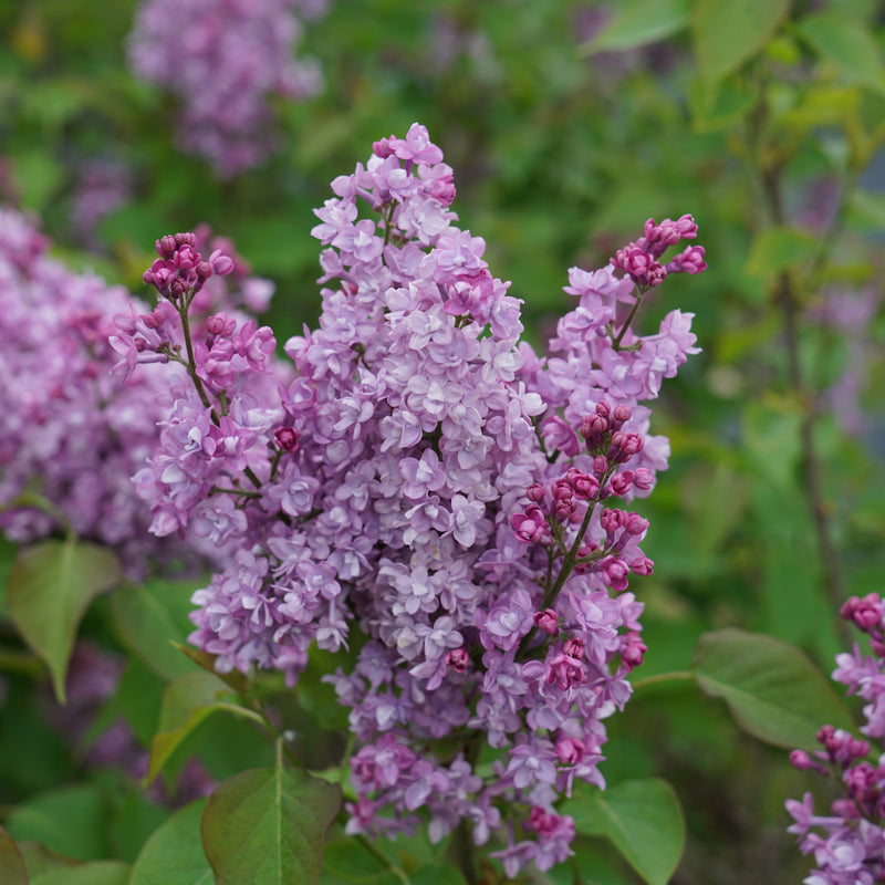 Scentara® Double Blue Lilac highlight.