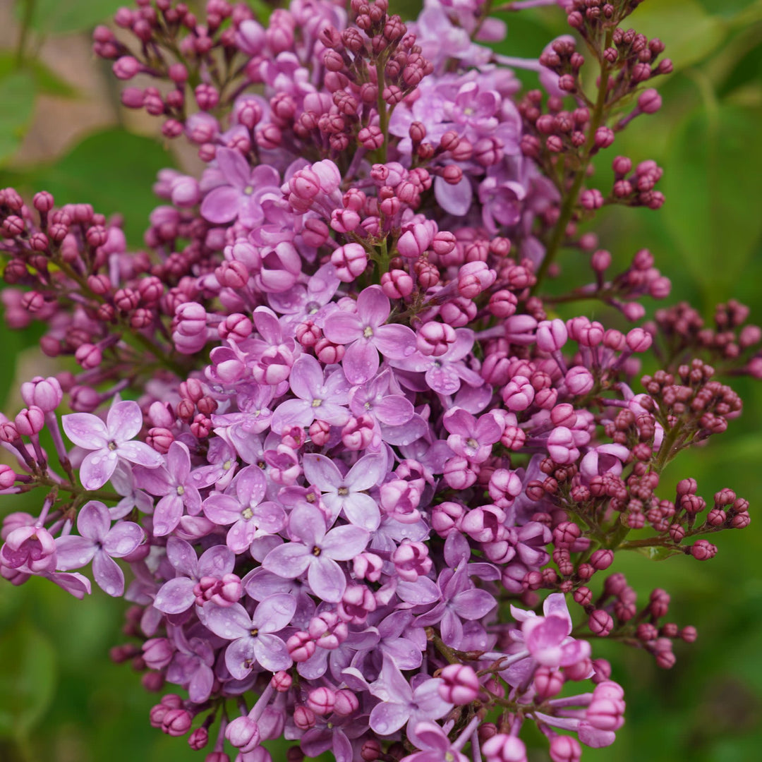 Scentara Pura® Lilac (Syringa x hyacinthiflora)