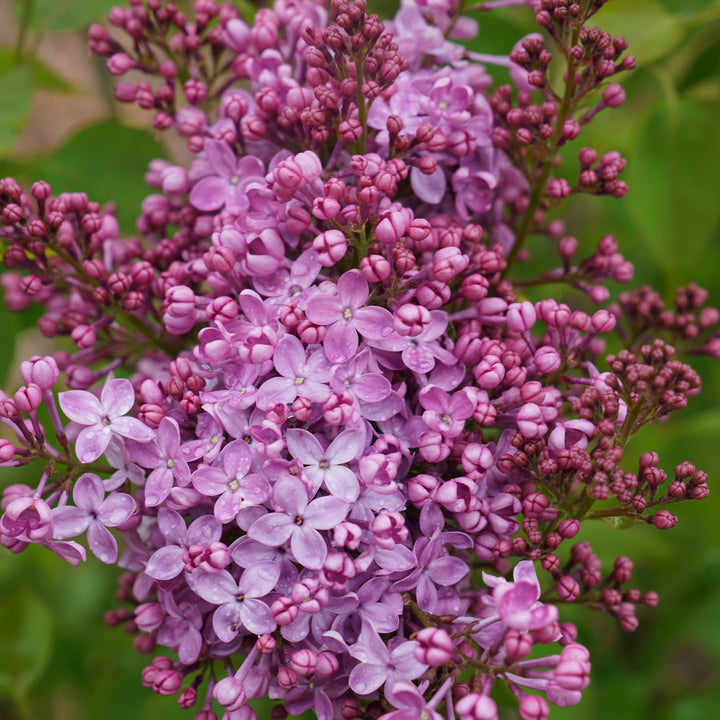 Scentara Pura® Lilac (Syringa x hyacinthiflora)
