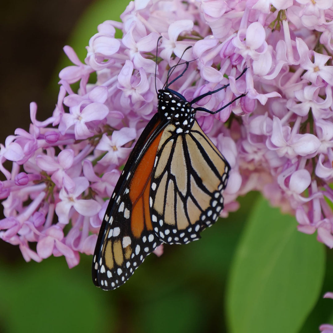 Scentara Pura® Lilac (Syringa x hyacinthiflora)