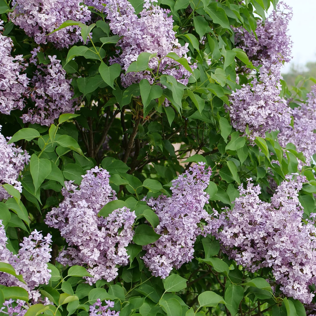 Scentara Pura® Lilac (Syringa x hyacinthiflora)