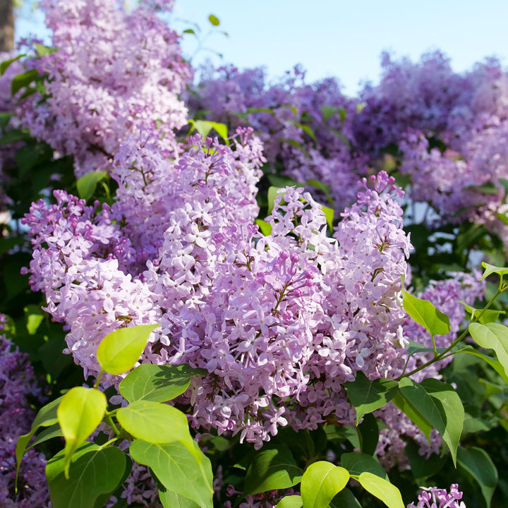 Scentara Pura® Lilac (Syringa x hyacinthiflora)
