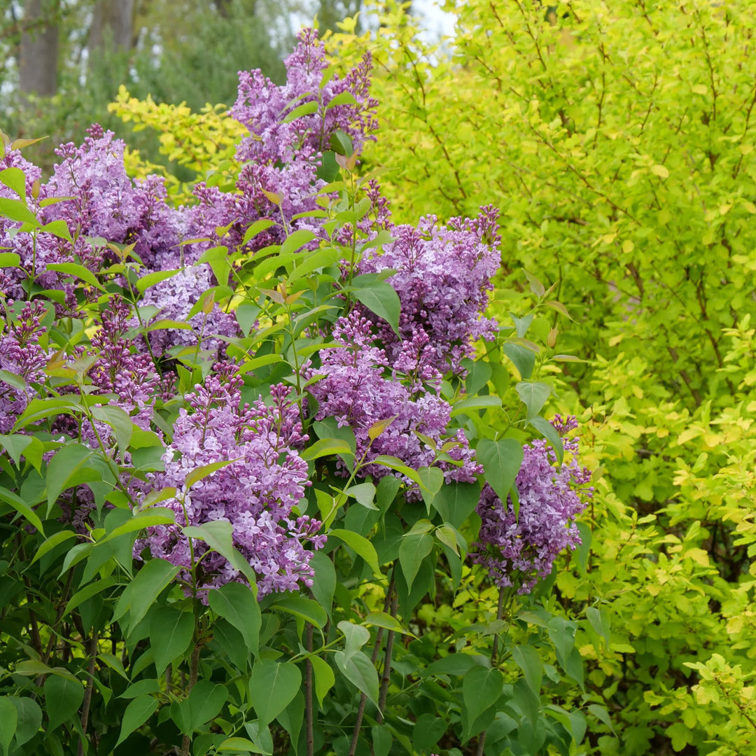 Scentara Pura® Lilac (Syringa x hyacinthiflora)