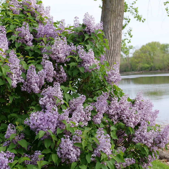 Scentara Pura® Lilac (Syringa x hyacinthiflora)