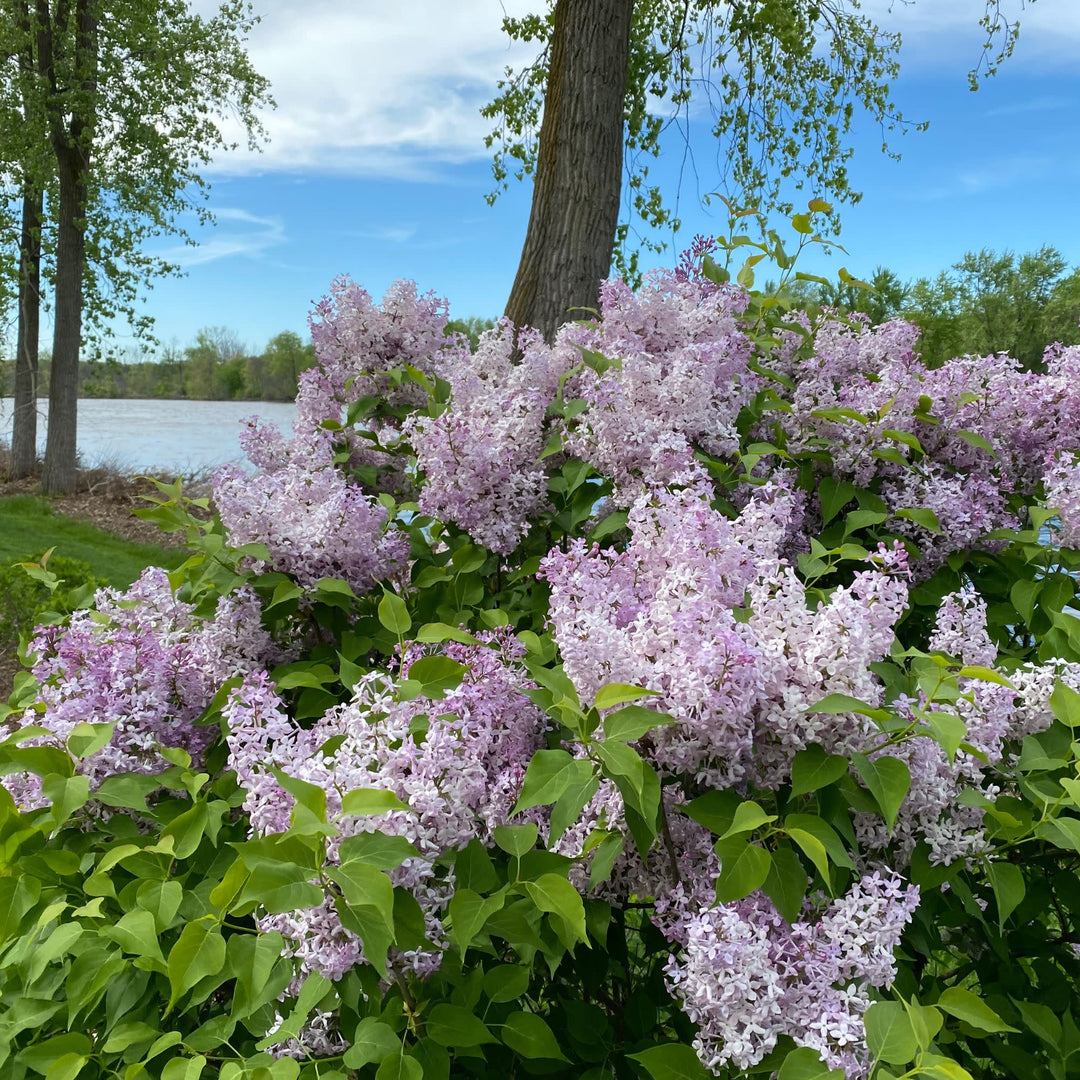 Scentara Pura® Lilac (Syringa x hyacinthiflora)