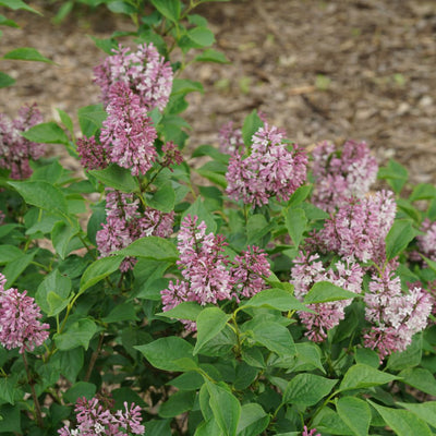 Baby Kim® Lilac (Syringa x)