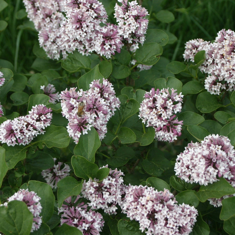 Baby Kim Lilac up close.