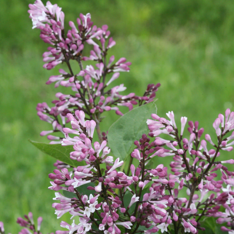 Baby Kim Lilac up close.