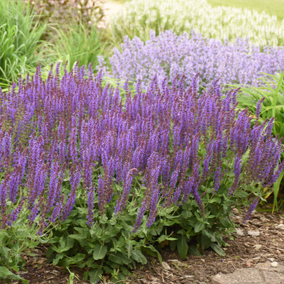 Color Spires® 'Violet Riot' Perennial Salvia