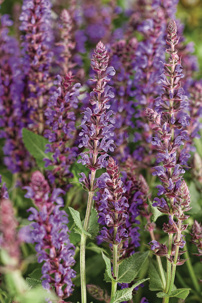Color Spires® 'Violet Riot' Perennial Salvia