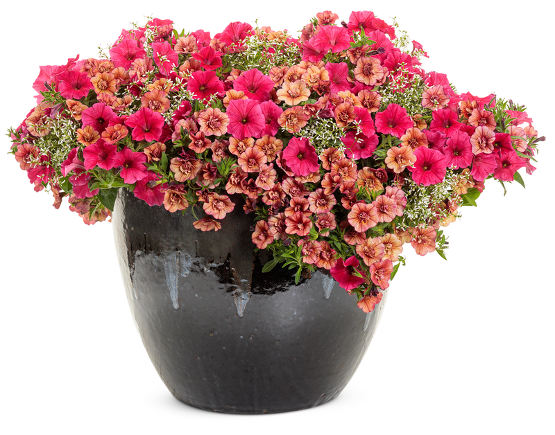 Superbells® Double Vintage Coral™ (Double Calibrachoa) - New Proven Winners® Variety 2024