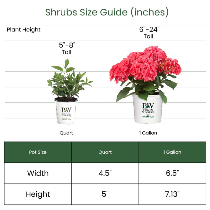 Panicle Hydrangea | Little Lime Punch® | Proven Winners® Shrubs