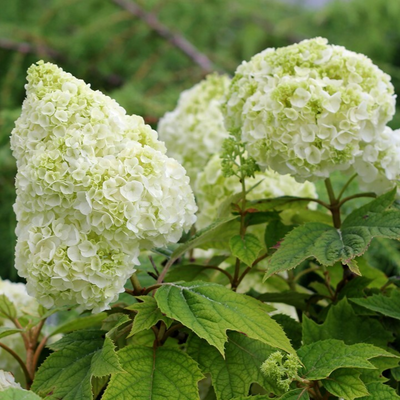 Gatsby Moon® Oakleaf Hydrangea (Quercifolia)