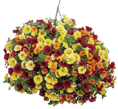 Supertunia® Saffron Finch™ (Petunia hybrid) - New Proven Winners® Variety 2024