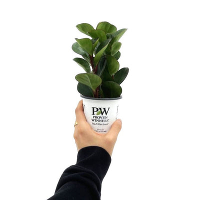 leafjoy littles™ Spice is Nice™ (Peperomia obtusifolia) - New Proven Winners® Product 2024