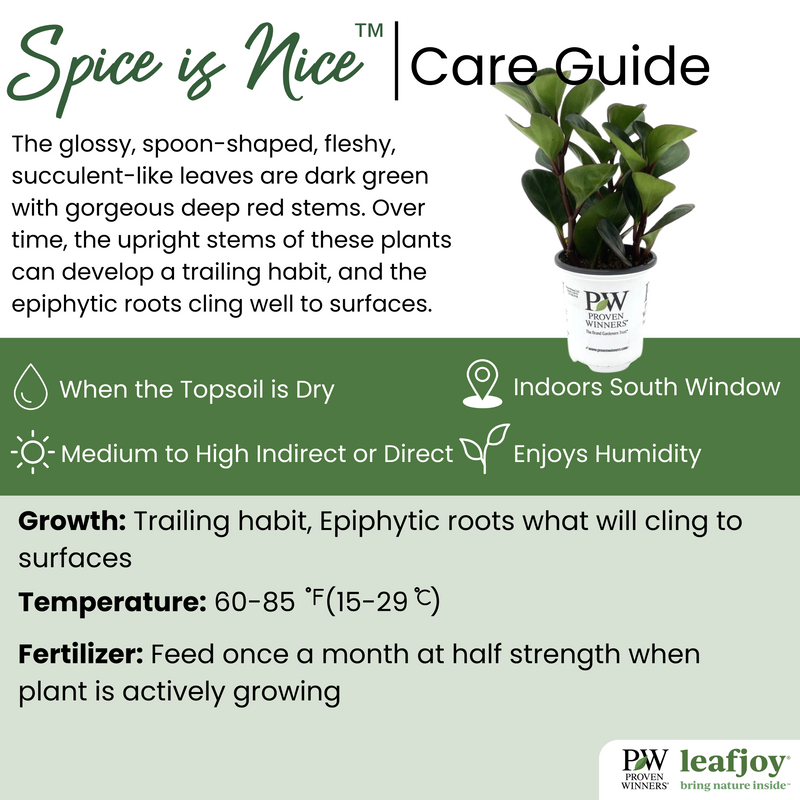 leafjoy littles™ Spice is Nice™ (Peperomia obtusifolia) - New Proven Winners® Product 2024