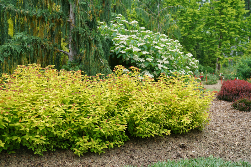 Double Play® Candy Corn® Spirea (Spiraea)