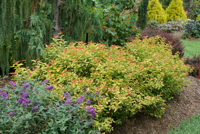 Double Play® Candy Corn® Spirea (Spiraea)