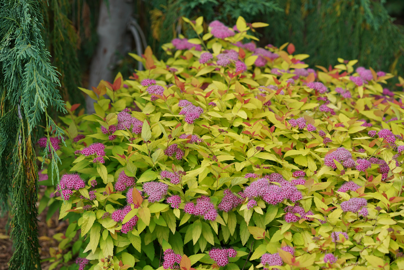 Double Play® Candy Corn® Spirea (Spiraea)