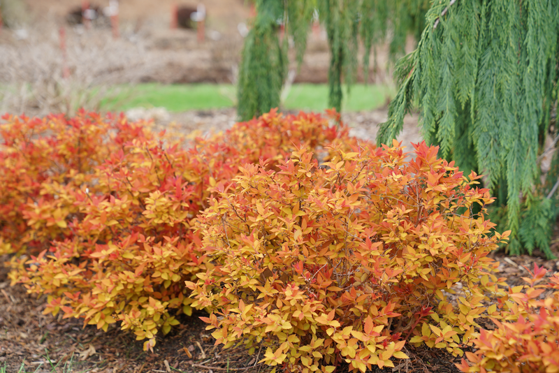 Double Play® Candy Corn® Spirea (Spiraea)