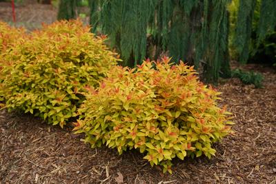 Double Play® Candy Corn® Spirea (Spiraea)