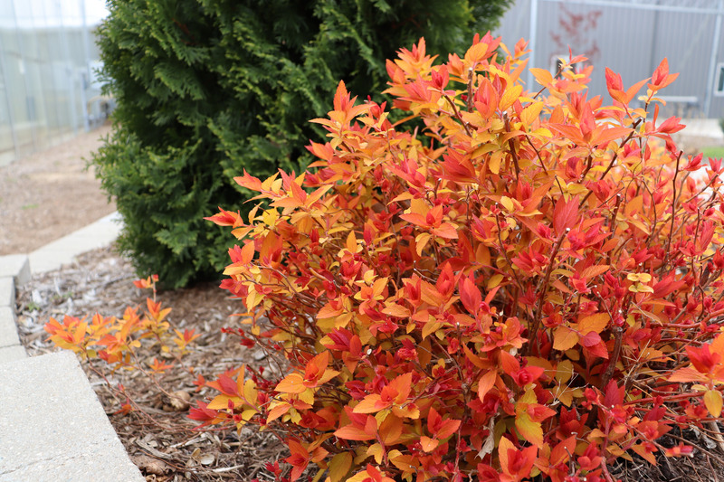 Double Play® Candy Corn® Spirea (Spiraea)