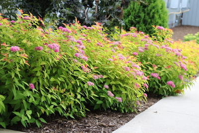 Double Play® Candy Corn® Spirea (Spiraea)