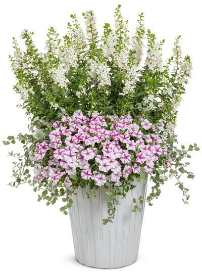 Limited Edition Angelface® Super White (Angelonia) 1 Gallon