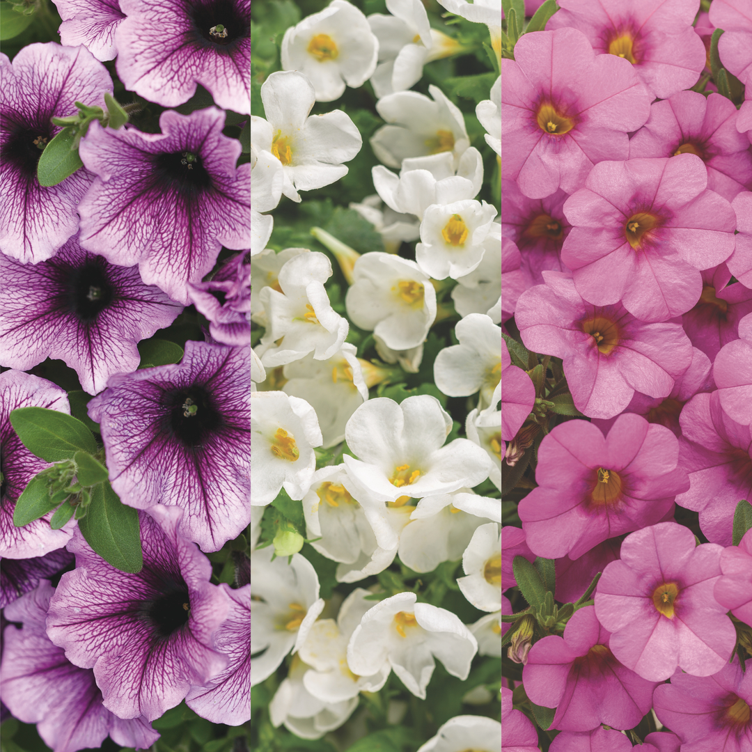Summer Candy