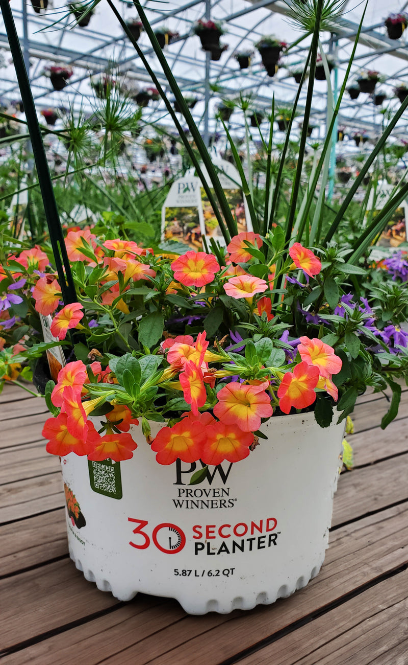 Sunshine State - 30 Second Planter™ | New to Proven Winners Direct™