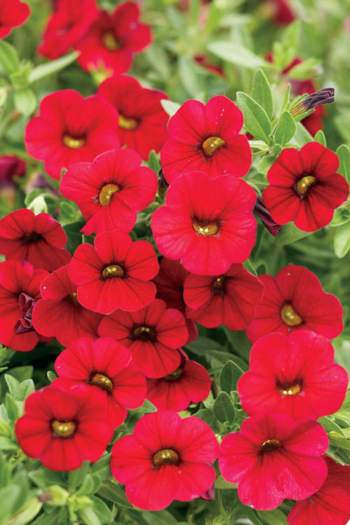 Superbells® Red (Calibrachoa hybrid)