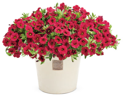 Superbells® Red (Calibrachoa hybrid)