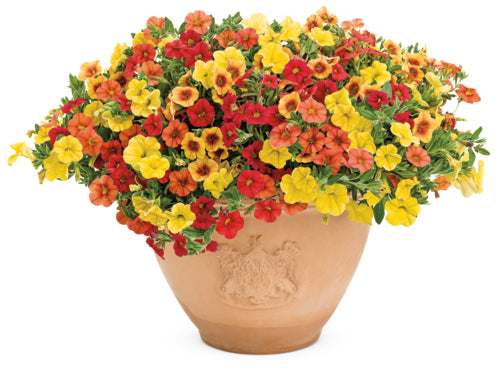 Superbells® Red (Calibrachoa hybrid)