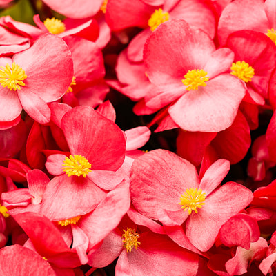 Surefire® Red Begonia close up.