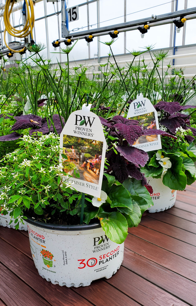 Sweet Buttermilk - 30 Second Planter™ | New to Proven Winners Direct™